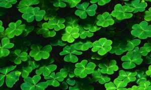 Травы, понижающие сахар в крови