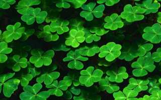 Травы, понижающие сахар в крови