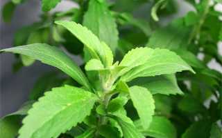 Стевия при сахарном диабете