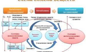 Таблица инсулинового индекса