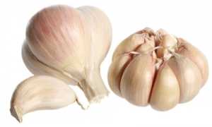 Лечение простатита чесноком