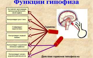 Повышение свободного Т4 при нормальном ТТГ