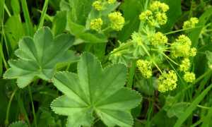 Манжетка при сахарном диабете