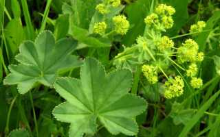 Манжетка при сахарном диабете