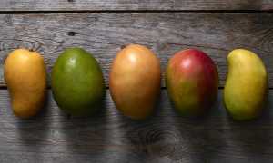 Как выбрать манго — точно спелое, вкусное и сладкое или в зеленое в дорогу