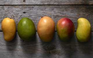 Как выбрать манго — точно спелое, вкусное и сладкое или в зеленое в дорогу