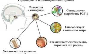 Гормон роста соматотропин