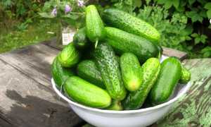 Можно ли есть огурцы при панкреатите?