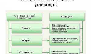 Функции белков, жиров, углеводов и витаминов в организме человека