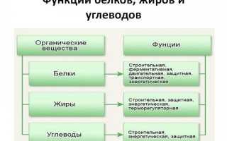 Функции белков, жиров, углеводов и витаминов в организме человека