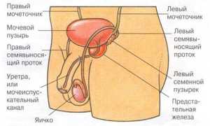 Признаки болезней простаты