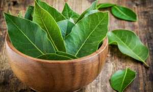 Как восстановить потенцию народными средствами