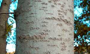 Осиновая кора при диабете