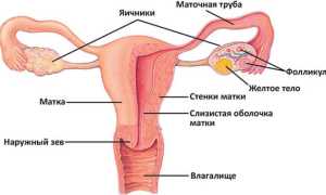 Боль в яичниках после месячных
