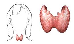 Список йодосодержащих продуктов для щитовидной железы