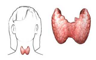 Список йодосодержащих продуктов для щитовидной железы