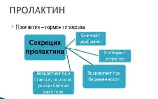 Низкий пролактин — что это означает?