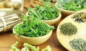 Травы от панкреатита и холецистита