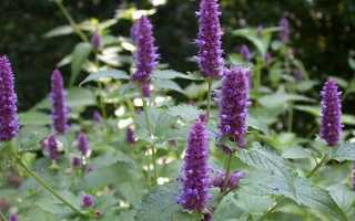 Трава Козлятник от сахарного диабета