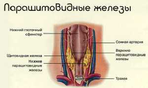 Если повышен ПТГ