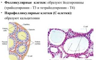 Если свободный Т4 выше нормы
