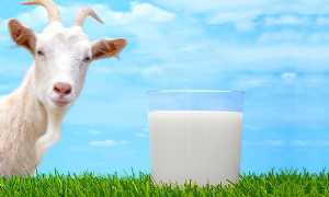 Козье молоко при панкреатите