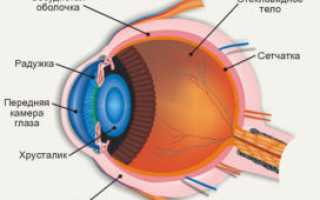 Функции стекловидного тела глаза, анатомия, возможные патологии