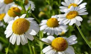 Можно ли пить ромашку при панкреатите?