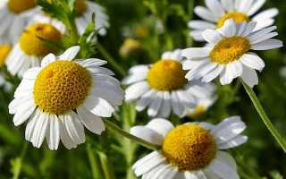 Можно ли пить ромашку при панкреатите?