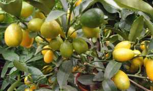 Что это за фрукт кумкват — 100% описание и 12 главных фактов