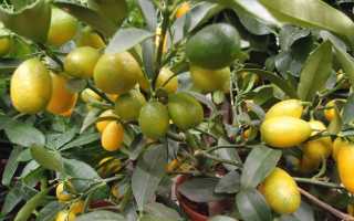 Что это за фрукт кумкват — 100% описание и 12 главных фактов