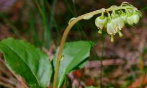 Лечение эндометриоза боровой маткой