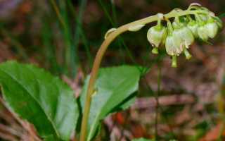 Лечение эндометриоза боровой маткой