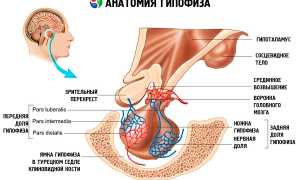 Норма фолликулостимулирующего гормона