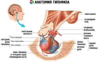 Норма фолликулостимулирующего гормона