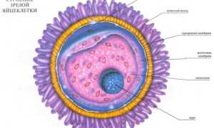 Уколы ХГЧ при стимуляции овуляции