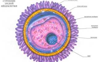 Уколы ХГЧ при стимуляции овуляции
