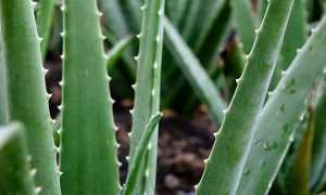 Травы при эндометриозе