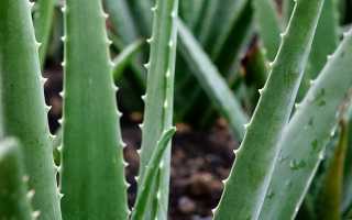 Травы при эндометриозе