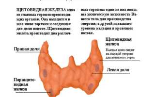 Норма гормона Т4