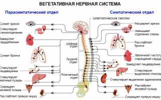 Непростая вегетативная дисфункция: как выявить заболевание и избавиться от кризов