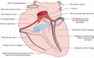 Особенности коронарного кровообращения человека