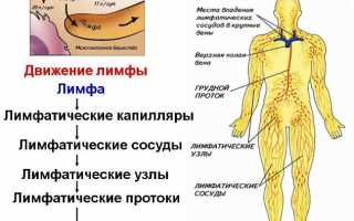 Как устроена и на что влияет лимфатическая система человека