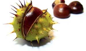 Конский каштан при простатите