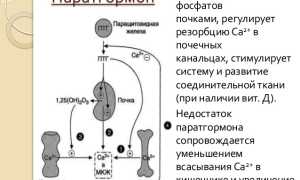 Норма ПТГ в организме