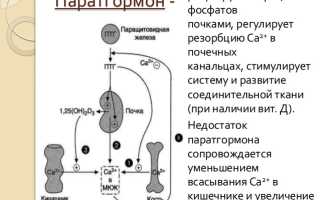 Норма ПТГ в организме