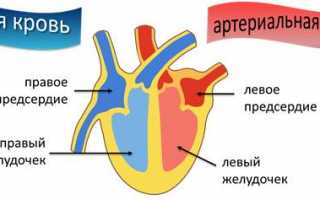 Характеристики венозной крови