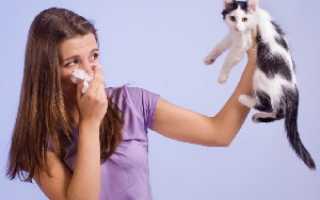 Как развивается и как проявляется аллергия на кошек — кто виноват и что делать при заболевании