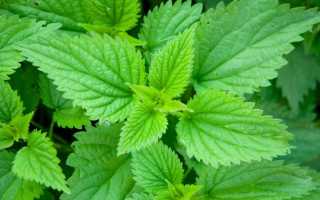 Лечение простатита крапивой