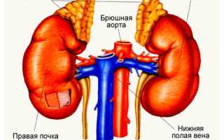 Гиперплазия коры надпочечников